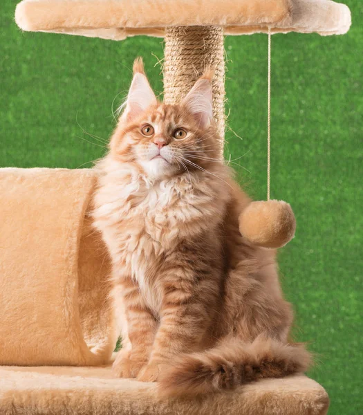 Maine Coon Kätzchen Auf Dem Kratzstein Über Grünem Gras Hintergrund — Stockfoto