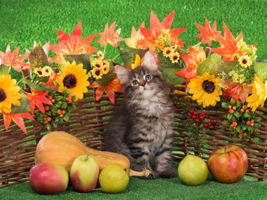 Parlak yeşil renkli dekoratif wattle çitin üzerinde şirin Maine Coon yavru kedi