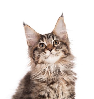 Yumuşak Maine Rakun kedi yavrusu beyaz arka planda izole edilmiş
