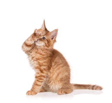 Yumuşak Maine Rakun kedi yavrusu beyaz arka planda izole edilmiş