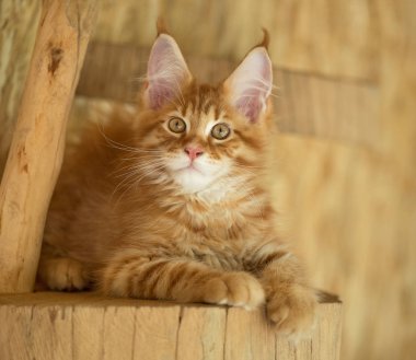 Tatlı Maine Rakunu açık hava kafesinde kütüğün üzerinde.