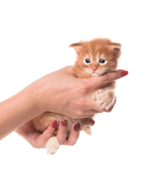 Fluffy Maine Mýval Kotě Ženské Ruce Izolované Přes Bílé Pozadí — Stock fotografie