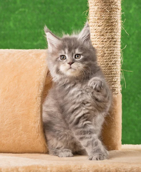 Maine Coon Gatito Rasguño Piedra Sobre Verde Hierba Fondo — Foto de Stock