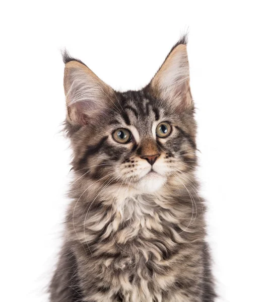 Fluffy Maine Coon Gattino Isolato Sfondo Bianco — Foto Stock