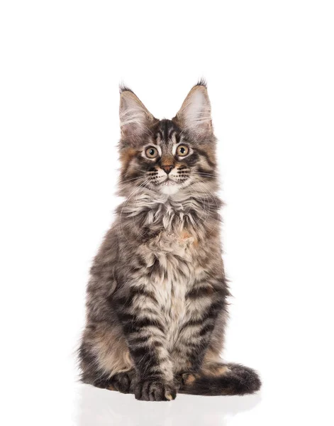 Fluffy Maine Coon Kattunge Isolerad Över Vit Bakgrund — Stockfoto