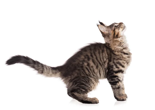 Fluffy Maine Coon Gatinho Isolado Sobre Fundo Branco — Fotografia de Stock