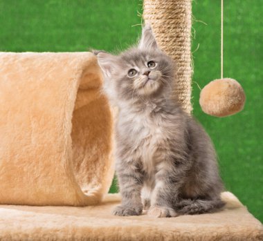 Maine Rakunu, yeşil çimlerin üzerindeki tırmalama taşının üzerinde kedi yavrusu.