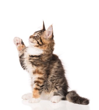 Yumuşak Maine Rakun kedi yavrusu beyaz arka planda izole edilmiş