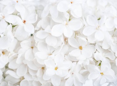 Parlak Lila ile terry beyaz yaprakları yakın çekim bir arka plan olarak