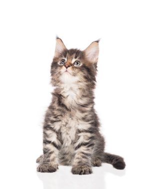 Yumuşak Maine Rakun kedi yavrusu beyaz arka planda izole edilmiş