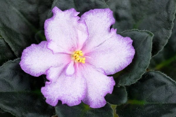 Beautiful Violet Flower Dark Green Leaves Background — Stock Photo, Image