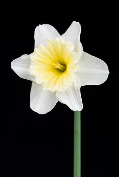 Kirkas Kevät Narcissus Yli Musta Tausta Lähikuva — kuvapankkivalokuva
