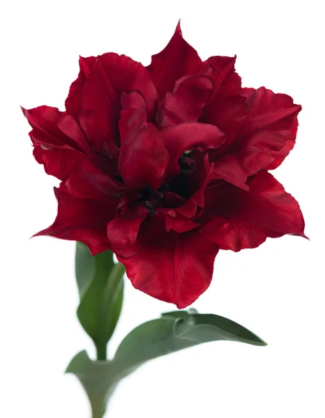 Tulipán Rojo Brillante Con Hojas Aisladas Sobre Fondo Blanco —  Fotos de Stock