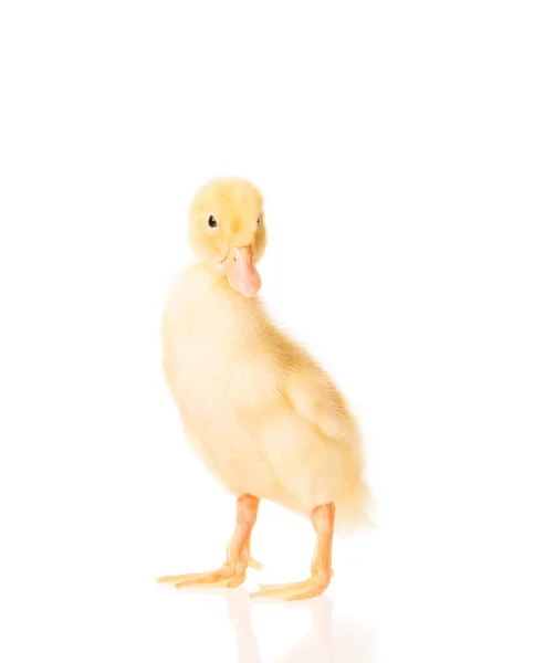 Cute Little Duckling Isolated White Background — Stock Photo, Image