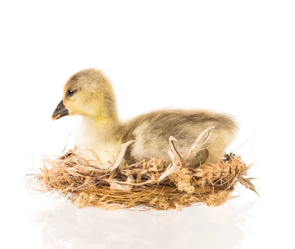 Cute Little Gosling Nest Isolated White Background — Stock Photo, Image