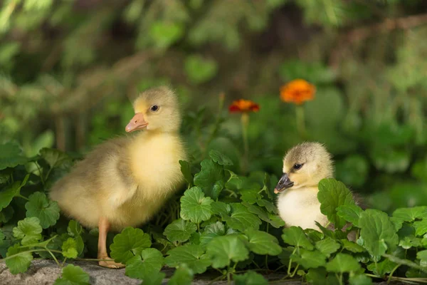 Cute Little Duckling Green Grass Background — Stock Photo, Image