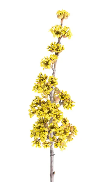 Kornelzweig Mit Jungen Blüten Isoliert Über Weißem Hintergrund — Stockfoto