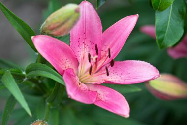 Yeşil arka plan üzerinde parlak pembe lily çiçek