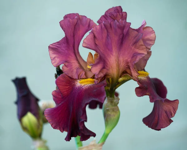 Flor Brillante Del Iris Ciruela Sobre Fondo Azul Claro — Foto de Stock