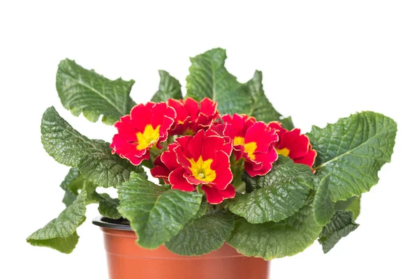 Blossoming Red Yellow Primrose Flowerpot Isolated White Background — Stock fotografie