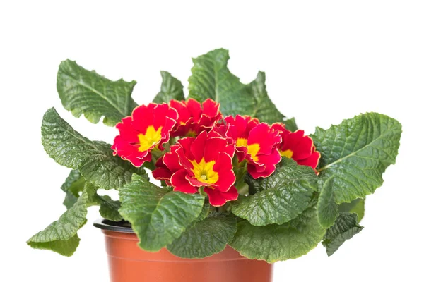 Floración Roja Con Onagra Amarilla Maceta Aislada Sobre Fondo Blanco — Foto de Stock