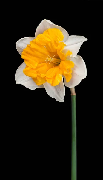 Brillante Primavera Narciso Sfondo Nero Primo Piano — Foto Stock