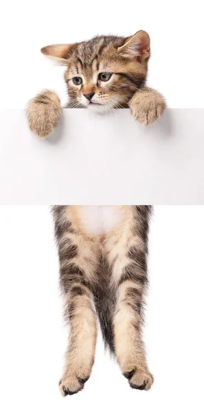 白い背景に空ブランクの看板とかわいいシベリア子猫 — ストック写真