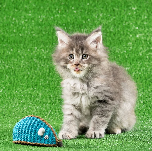 Maine Coon Gatito Con Juguete Bola Sobre Verde Hierba Fondo — Foto de Stock