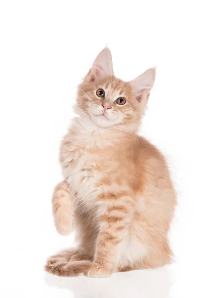 Flauschige Maine Coon Kätzchen Isoliert Über Weißem Hintergrund — Stockfoto