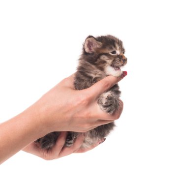 Beyaz arka planda yalıtılmış dişi eldeki tüylü Maine Rakunu kedi yavrusu