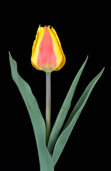 Jasne Tulip Dwukolorowy Czarnym Tle — Zdjęcie stockowe