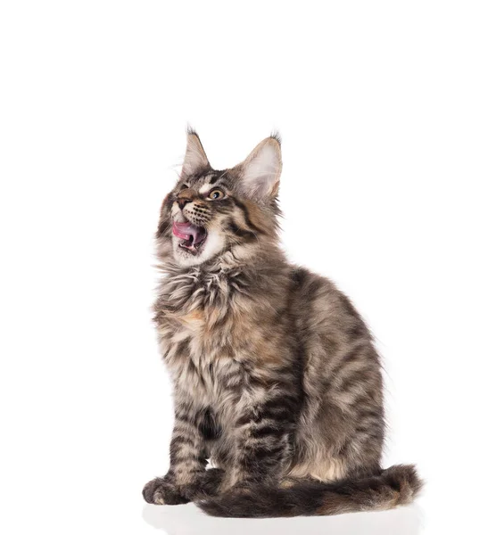Pluizig Maine Coon Kitten Likken Van Lippen Geïsoleerd Witte Achtergrond — Stockfoto