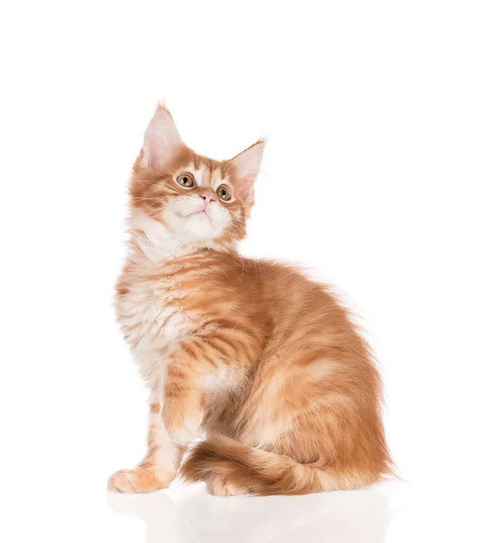Fluffy Maine Coon Kitten Geïsoleerd Witte Achtergrond — Stockfoto