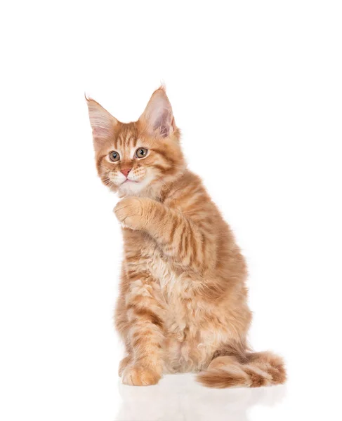 Fluffy Maine Coon Gatito Aislado Sobre Fondo Blanco — Foto de Stock