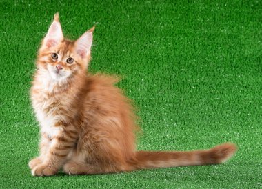Yeşil çim arka plan üzerinde şirin Maine Coon yavru kedi