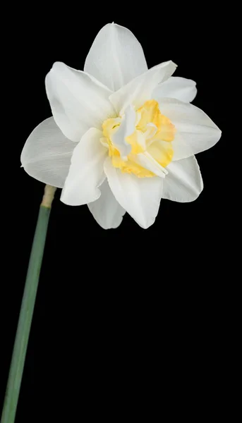 Heldere Lente Narcissus Zwarte Achtergrond Close — Stockfoto