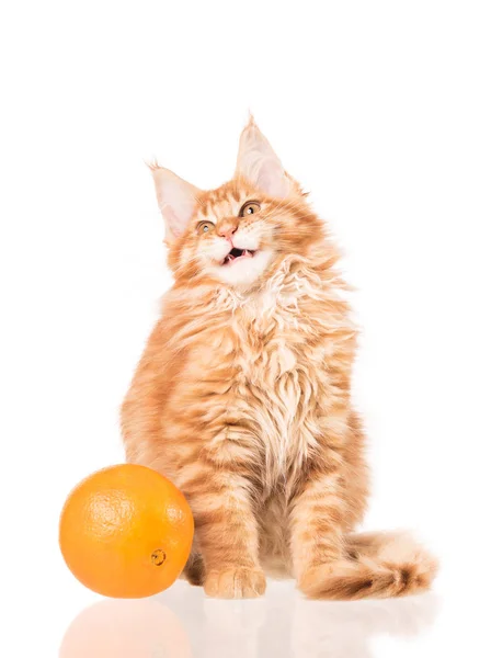 Fluffy Maine Coon Gatito Con Fruta Naranja Fresca Aislado Sobre —  Fotos de Stock