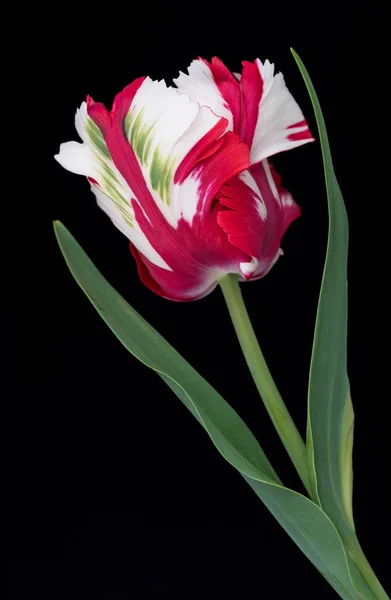 Bright Terry Tulip Leaves Black Background — Stock Photo, Image