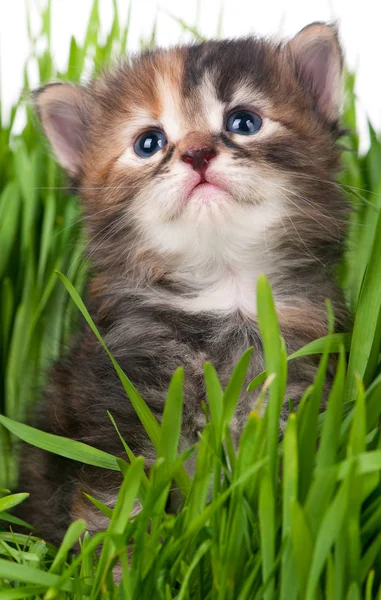 白地に明るい緑の草にかわいい子猫 — ストック写真