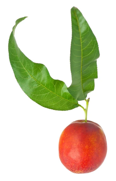 Tasty Fresh Nectarine Green Leaf Isolated White Background — Stock Photo, Image