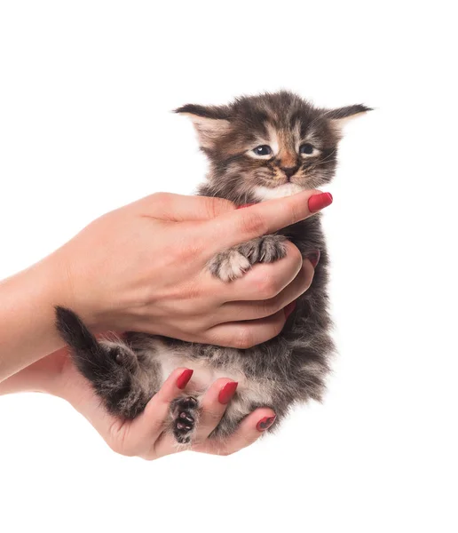 毛绒绒的缅因州小猫在雌猫的手上与白色背景隔离 — 图库照片