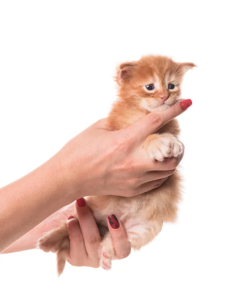 毛绒绒的缅因州小猫在雌猫的手上与白色背景隔离 — 图库照片