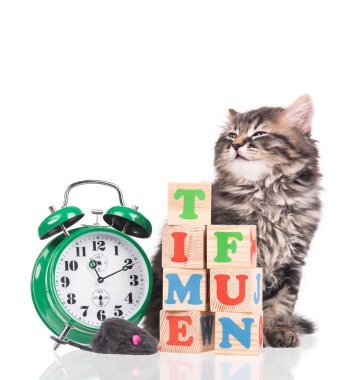 Şirin Sibirya yavru kedi ile çalar saat beyaz arka plan üzerinde izole eğlenmek için hazır