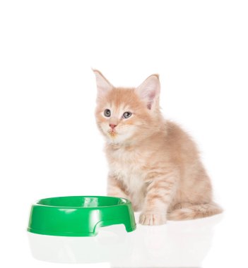 Yakın onun plaka üzerinde beyaz arka plan izole kabarık Maine Coon yavru kedi