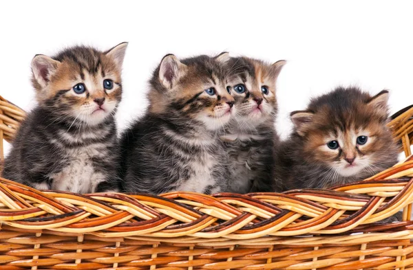 Four Cute Siberian Kittens Wicker Basket White Background — Stock Photo, Image