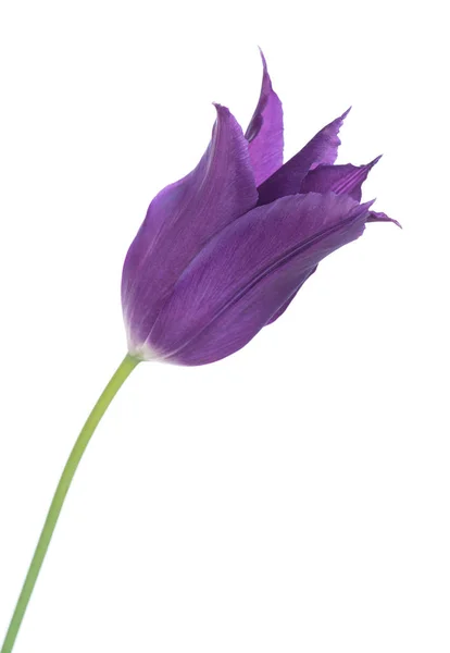 Tulip jasne śliwka — Zdjęcie stockowe