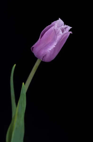 Bright purple tulip — Stock Photo, Image