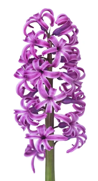 Яркий фиолетовый гиацинт — стоковое фото