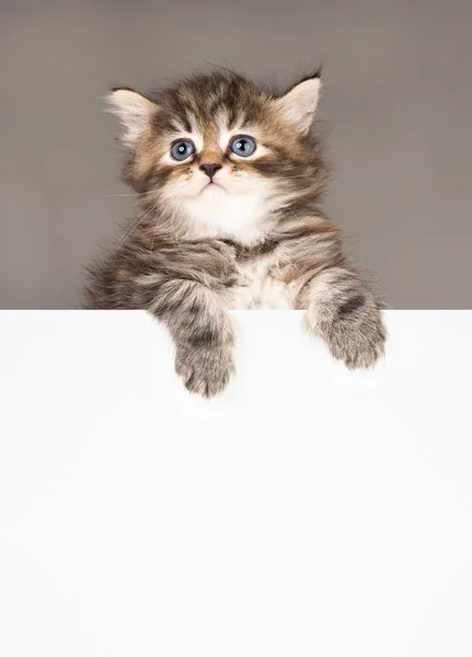 Σιβηρίας χαριτωμένο γατάκι — Φωτογραφία Αρχείου