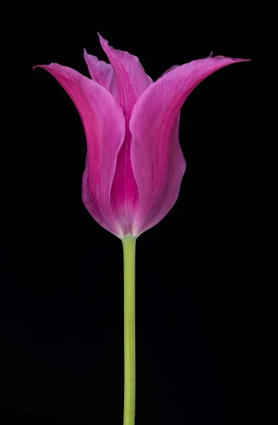Světle fialová Tulipán — Stock fotografie